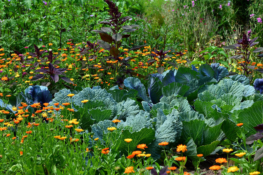 Der Bauerngarten war früher vor allem ein Selbstversorgungsgarten