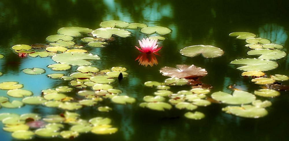 Gartenteich Tipps um einen schönen lebendigen Teich im Garten anzulegen.