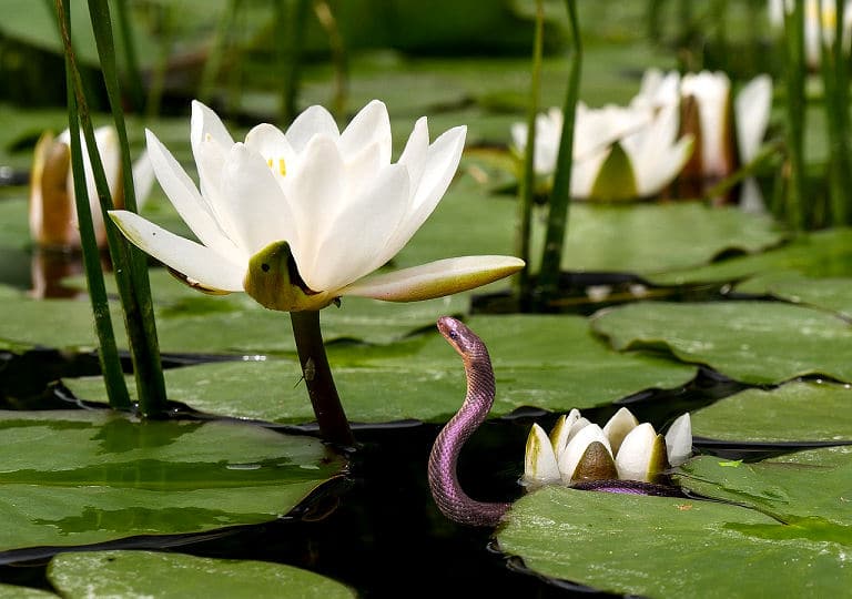 Gartenteich Tipps um einen schönen lebendigen Teich im Garten anzulegen.