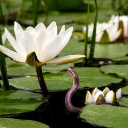 Gartenteich Tipps um einen schönen lebendigen Teich im Garten anzulegen.