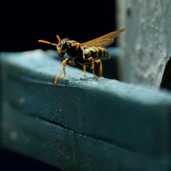 Insekten, die stechen - Wespe