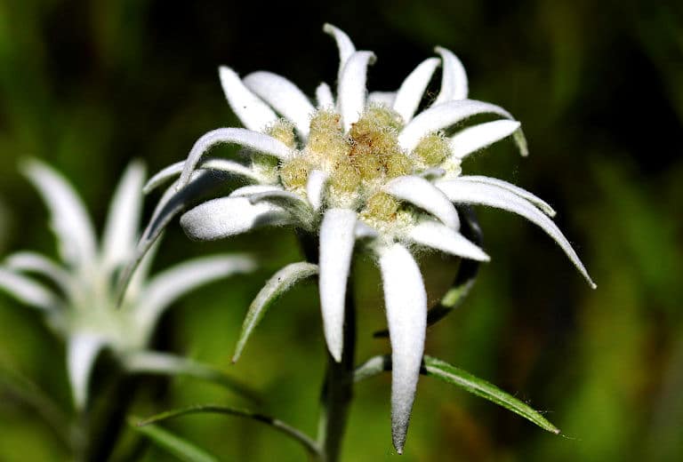 Edelweiß - Bergblume in den Alpen