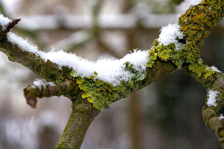 Der Garten im Januar - schneebedeckte Zweige