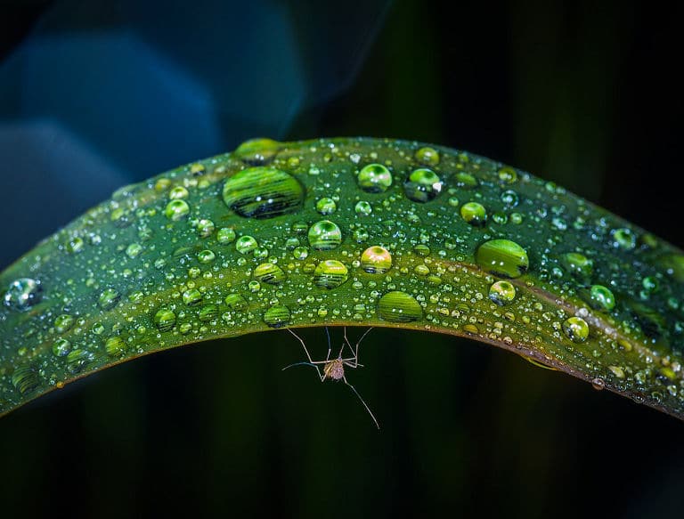 Pflanzen richtig gießen mit Regenwasser. Achten Sie darauf, dass Ihre Regentonne keine Mückenzucht wird. 