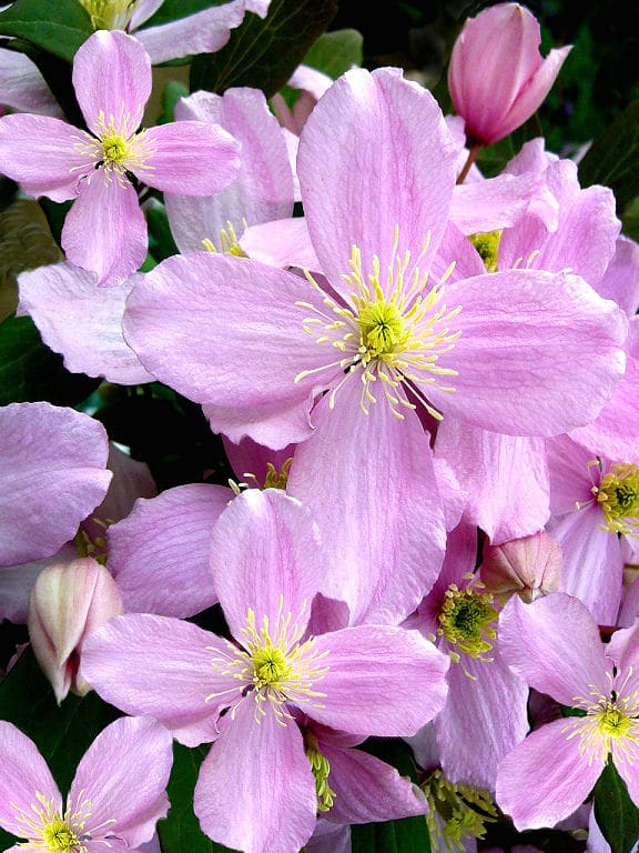 Clematis montana