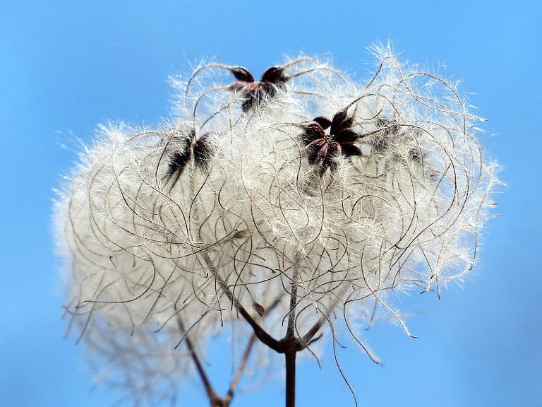 Clematis vitalba