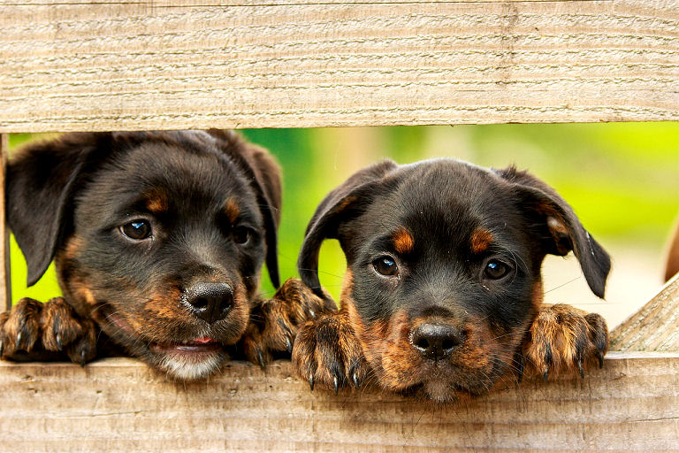 Rottweiler Welpen mögen viele Hundetraining Übungen sehr gern.