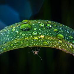 Pflanzen richtig gießen mit Regenwasser. Achten Sie darauf, dass Ihre Regentonne keine Mückenzucht wird.