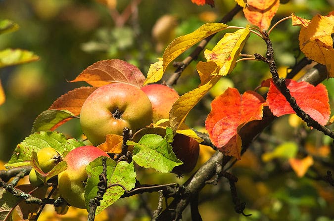 Gartenarbeit im Herbst - späte Äpfel ernten