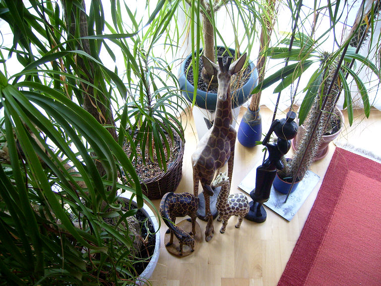 Ungiftige Pflanzen für Katzen & Co - der Elefantenfuß - links im Bild