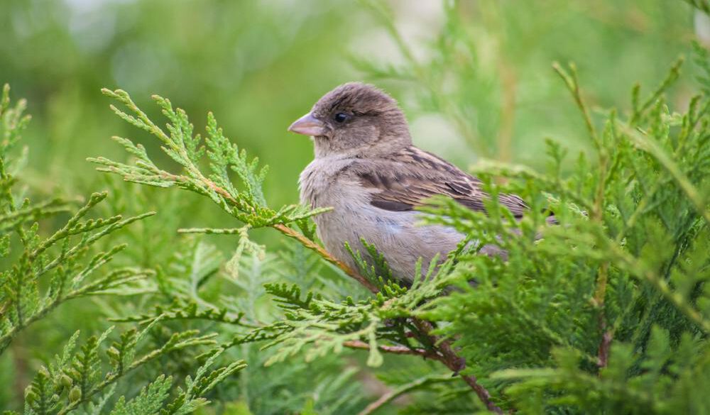 Immergrüne Zypressengewächse im Garten - Spatz inmitten filigraner Thuja Nadeln