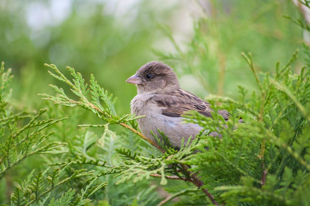 Immergrüne Zypressengewächse im Garten - Spatz inmitten filigraner Thuja Nadeln