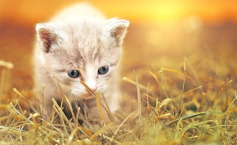 Kleine Katzen sind schon süß - nur bleiben sie nicht lange so klein und niedlich.