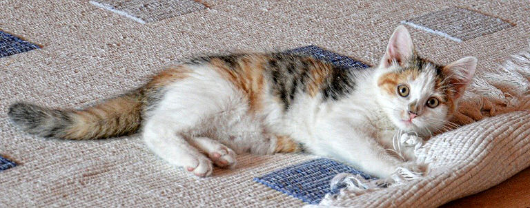 Viele Katzen mögen Teppiche