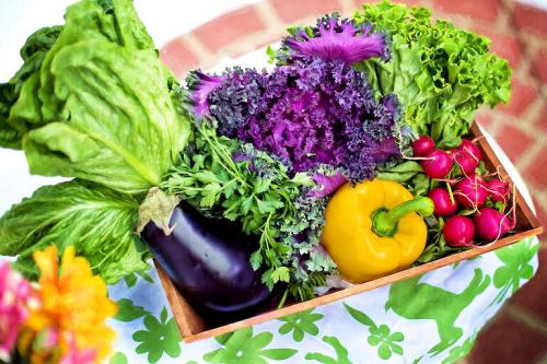 Salat und Gemüse aus dem eigenen Bio-Garten