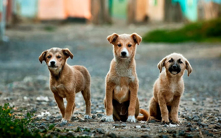 Wie viel Fleisch braucht ein Hund - Welpen brauchen besonders viel Fleisch.