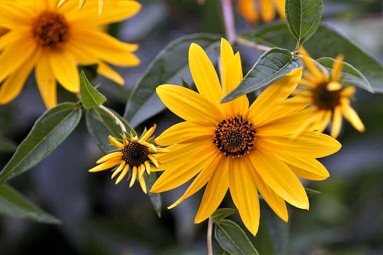 Einfache Gartengestaltung mit Topinambur