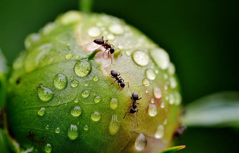 Ameisen im Garten sind manchmal lästig, aber nicht schädlich für Pflanzen und Tiere