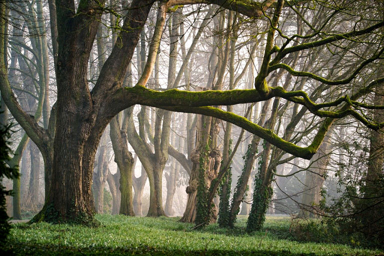 Jeder Baum hat eine charakteristische Holzmaserung.