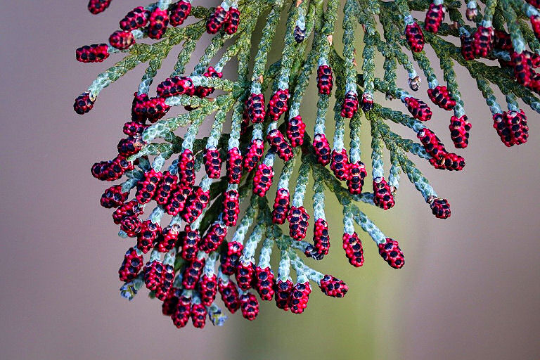 Die Thuja als Heckenpflanze blüht im Frühjahr - die Blüten sind giftig!