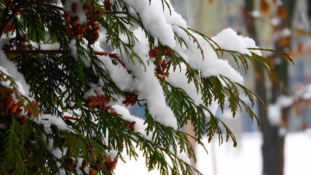 Die Thuja im Winter