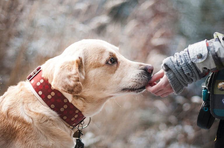 Bei nur einem Hund ist Herrchen oder Frauchen extrem wichtig.