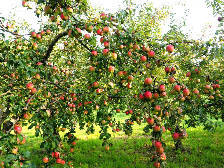 Obstbäume brauchen regelmäßige Pflege für eine gute Ernte.