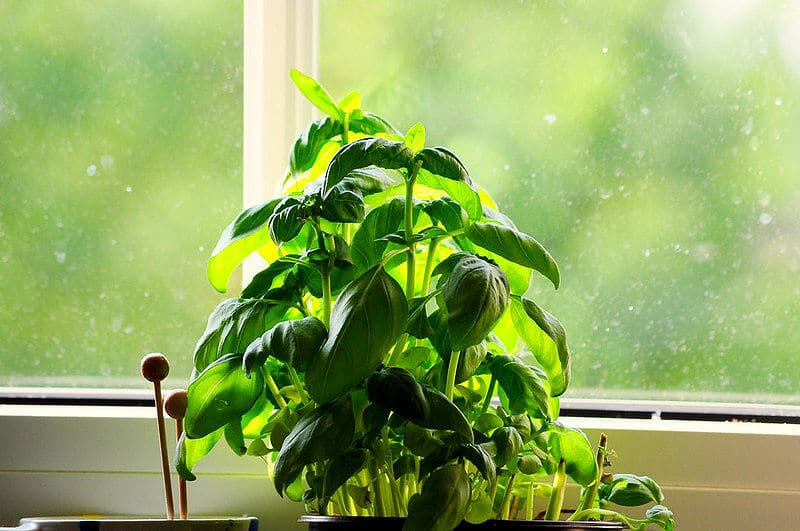 Basilikum anbauen - im Winter auf der Fensterbank