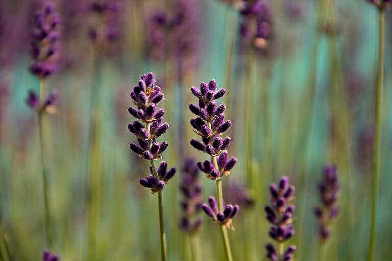 Gegen Läuse im Garten hilft zum Beispiel Lavendel.