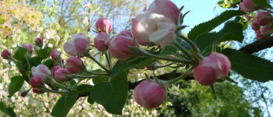 Obstbäume pflanzen - Apfelblüte