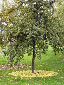 Obstbäume pflanzen - Obstbäume schneiden