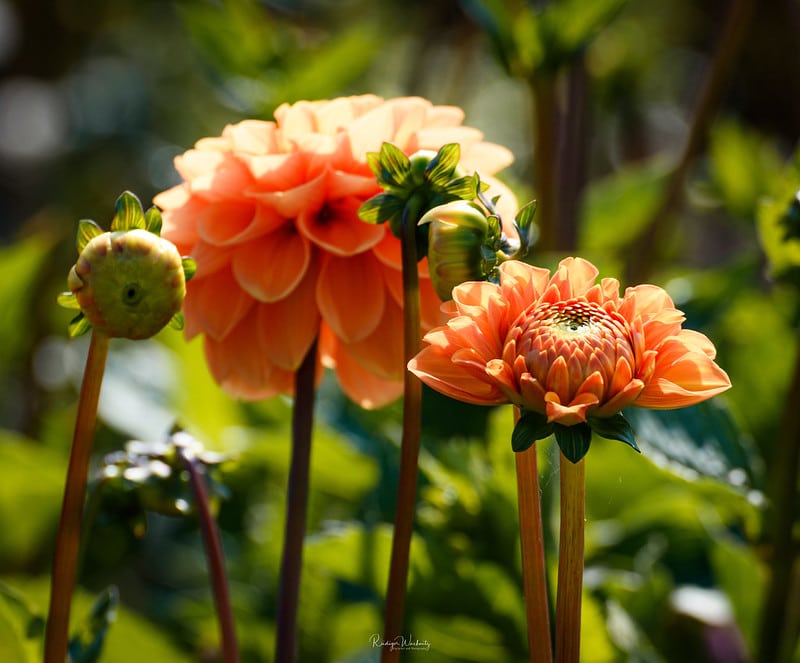 Dahlien müssen Sie im Herbst ausgraben, um sie vor Frost zu schützen.