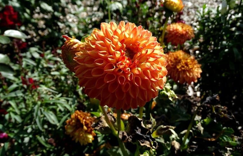 Die Dahlie ist eine der bekanntesten Herbstblumen.