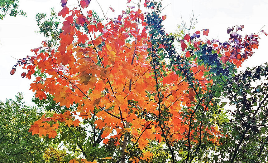 Gartentipps für den Herbst gibt es eine ganze Menge, denn im Herbst ist viel zu tun.