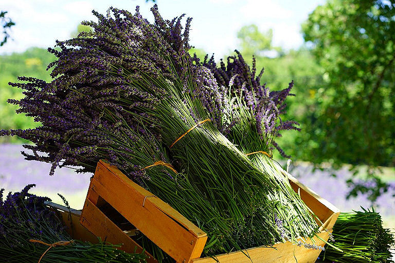 Lavendel - attraktiv, duftend und pflegeleicht