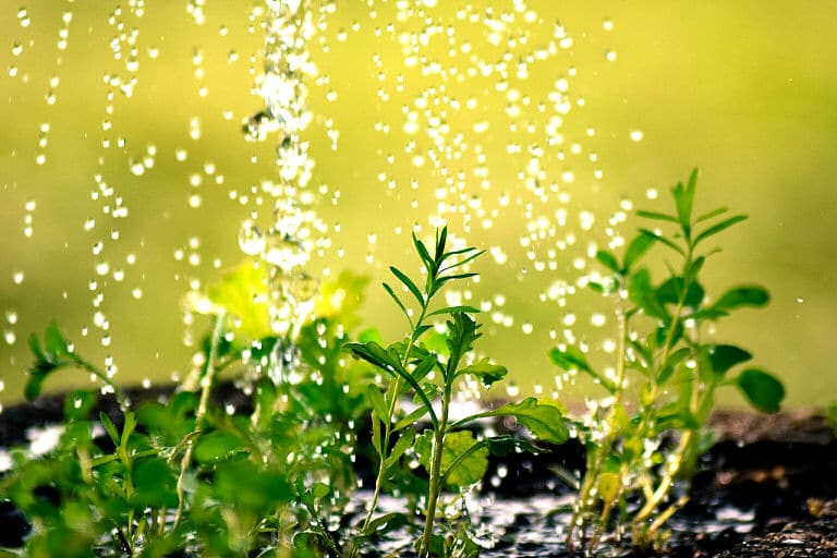 Pflanzen richtig gießen - auch wenn jede Pflanze und jede Blume anders ist.