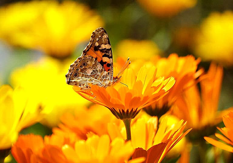 Attraktive und doch pflegeleichte Blumen - dazu gehören für viele vor allem die Ringenblumen