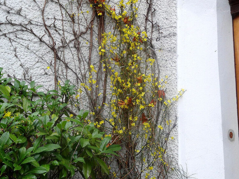 Pflanzen im Winter, die blühen: Winterjasmin an einer Hauswand