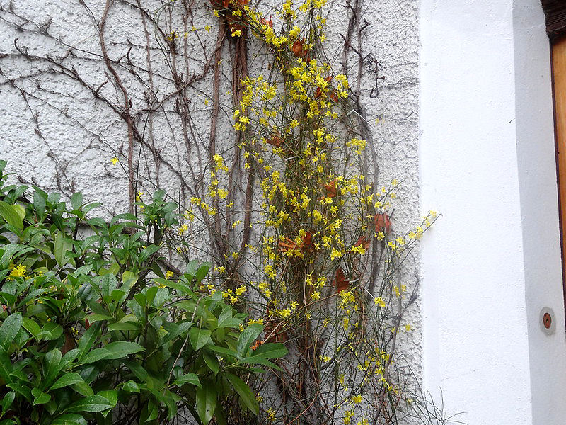 Pflanzen im Winter, die blühen: Winterjasmin an einer Hauswand