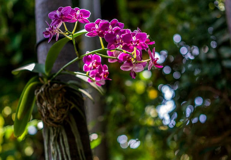 Zu den Feng Shui Energiepflanzen gehört auch die zarte Orchidee.