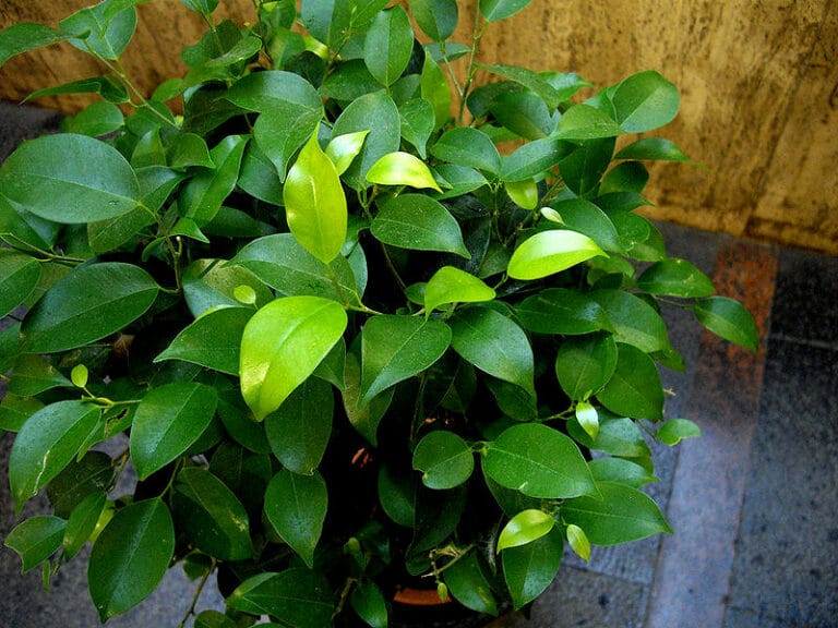 Ein Ficus Benjamina zu Hause im Topf