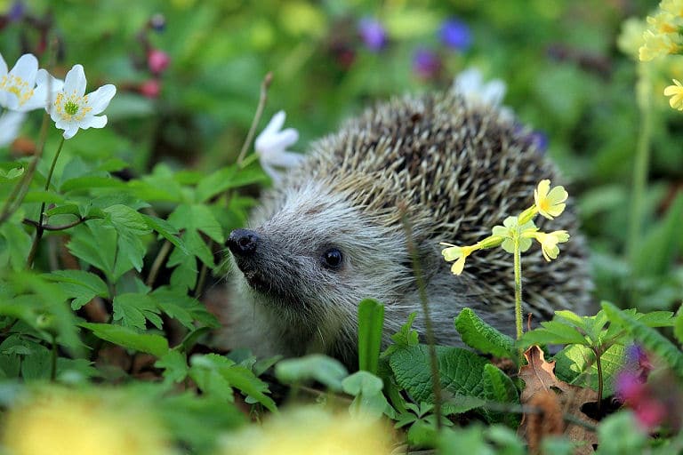 Igel freuen sich über schöne stille Gartenecken.