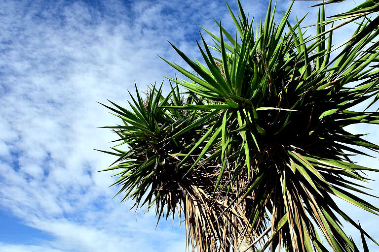 Yucca Palme in natura