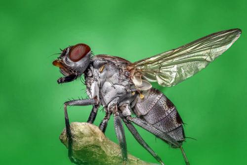 Stubenfliegen sind wie die meisten Insekten, eigentlich nur in der Masse lästig. Denn so eine Fliege allein kann durchaus auch mal ein Haustier sein. 