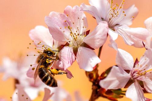 Ein anaphylaktischer Schock durch Bienengift droht nur wenigen Menschen, aber jeder ist prinzipiell vermeidbar.