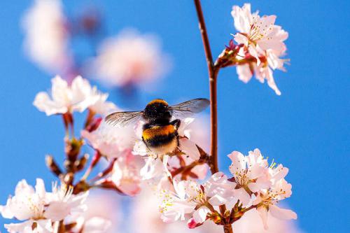 Hummel in der Obstblüte