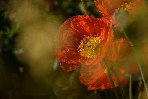 Die Gartenpflege im Sommer ist mit vielen Freuden verbunden.