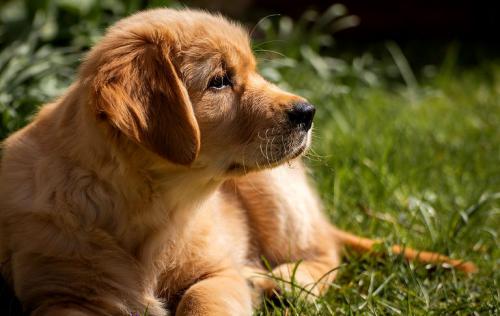 Eine gemütliche Hundeecke im Garten - da freut sich auch der freundliche Golden Retriever