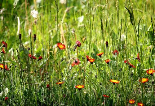 So eine Wildblumenwiese ist besonders pflegeleicht.