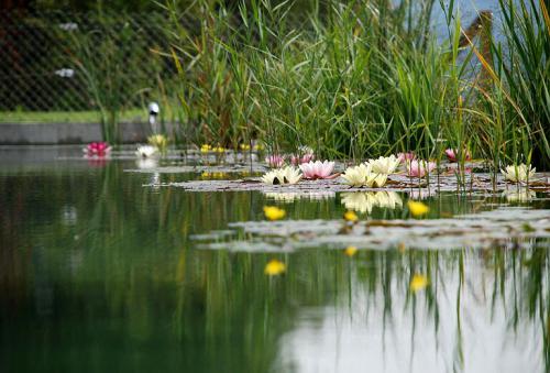 Ein natürlich gehaltener Schwimmteich ist was Feines.